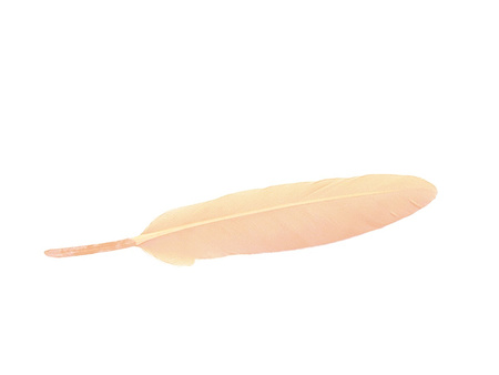 Piórka gołębie, ozdobne / brzoskwiniowy / długość ok 14-16cm / 6szt