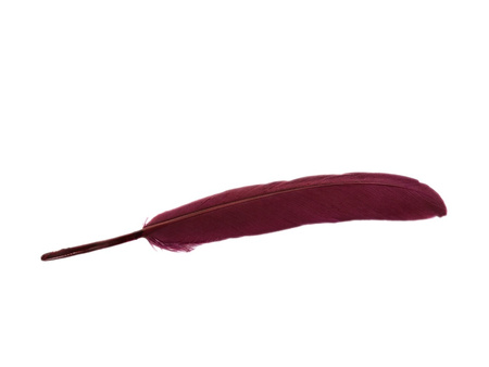 Piórka gołębie, ozdobne / buraczkowy / długość ok 10-11cm / 1szt