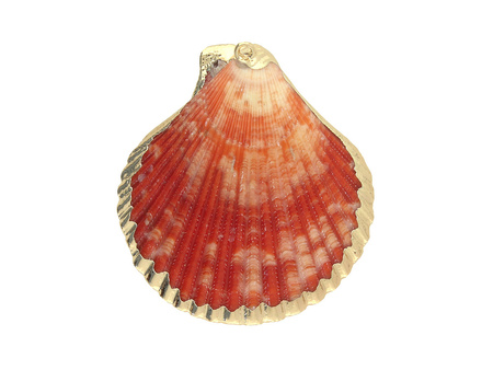 Muszelka ze złotym zdobieniem / zawieszka / pomarańczowy / 50x47x7mm / 1szt