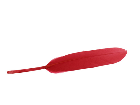 Piórka gołębie, ozdobne / czerwony, makowy / długość ok 10-11cm / 1szt