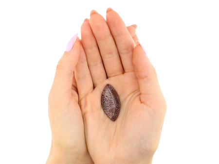 Agat / kaboszon / markiza / 39x20mm / brązowo-biały / 1szt