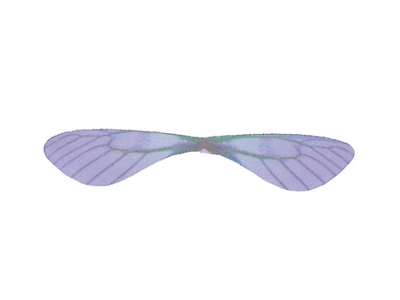 Skrzydła ważki / z organzy  / 59x11mm / fioletowy / 4szt