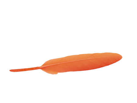 Piórka gołębie, ozdobne / ciemny pomarańczowy / długość ok 10-11cm / 6szt