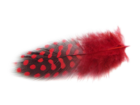 Piórka przepiórcze, ozdobne, długość ok 8-9cm / czerwono-czarny / 4szt