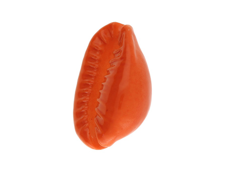 Muszelki Kauri / łącznik / ciemny pomarańczowy / 20x15x11mm / 6szt