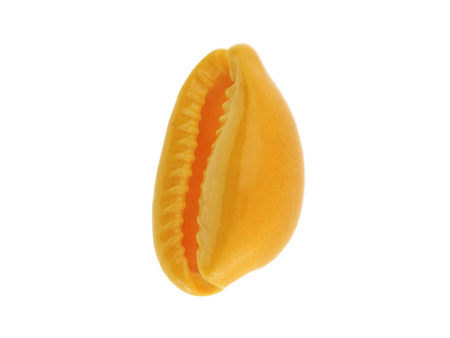 Muszelki Kauri / zawieszka / żółty / 20x15x11mm / 6szt