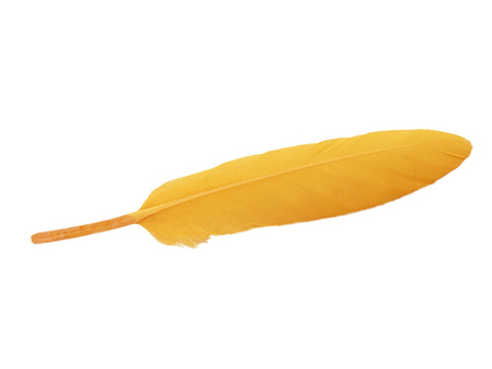 Piórka gołębie, ozdobne / pomarańczowy / długość ok 14-16cm / 6szt