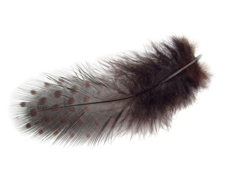 Piórka przepiórcze, ozdobne, długość ok 6-7cm / czekoladowo-czarny / 1szt