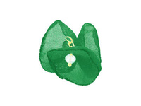 Zielony