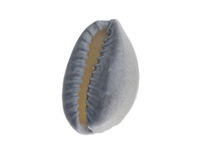 Muszelki Kauri / zawieszka / szary / 20x15x11mm / 6szt