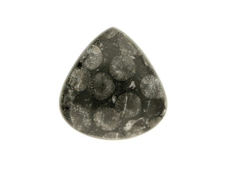 Czarny Fossil / kaboszon / klasa AAA / 27x25x7mm / 1szt