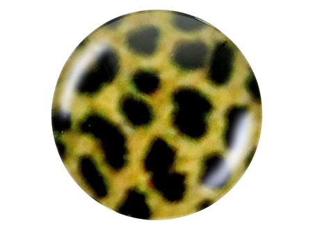 Kaboszon szklany z grafiką K12 PT1255 / żółto-czarny / 12mm / 4szt
