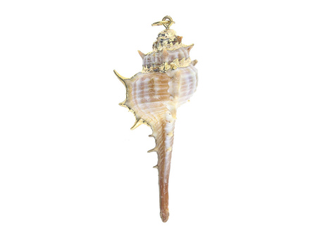Muszelka ze złotym zdobieniem / zawieszka / kremowy / 55x25x20mm / 1szt