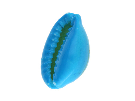 Muszelki Kauri / zawieszka / II gatunek / niebieski / 20x15x11mm / 6szt